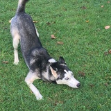 Entry image for Mischa
