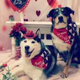 Entry image for Charlie (Husky) & Rusty