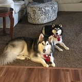 Entry image for Maya & Nikko
