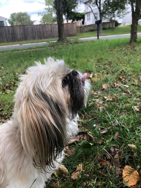 Entry image for Bella. Clicking this image will show a larger photo