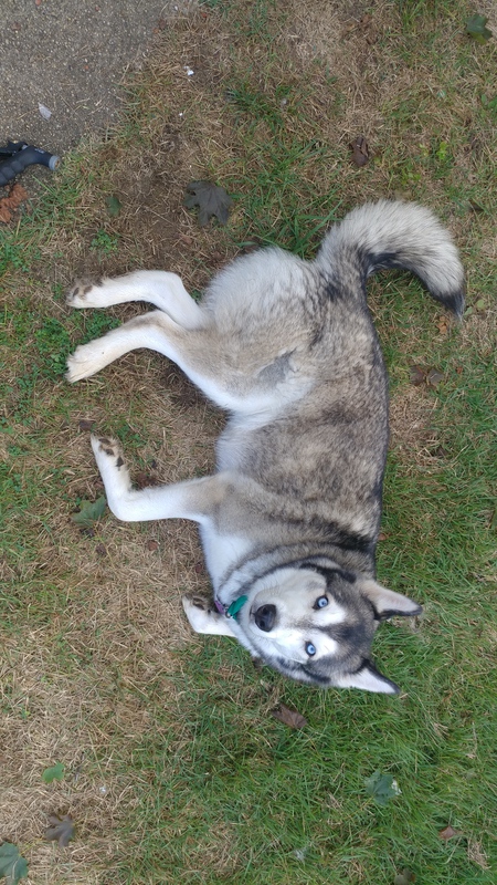Entry image for Sarge. Clicking this image will show a larger photo