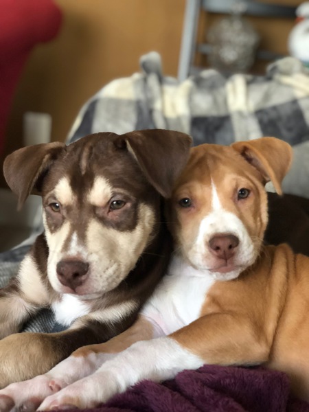 Entry image for Louie and Stella. Clicking this image will show a larger photo