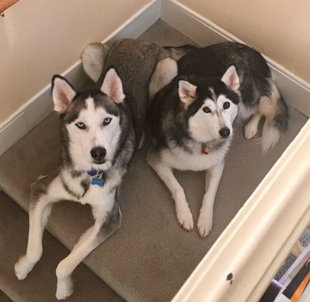 Entry image for Mag and Bella. Clicking this image will show a larger photo