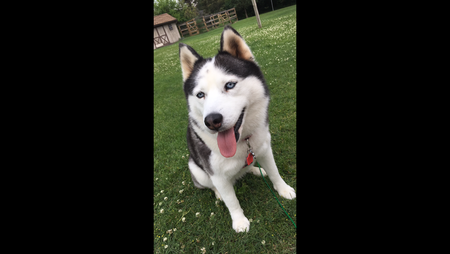 Entry image for Zoey. Clicking this image will show a larger photo