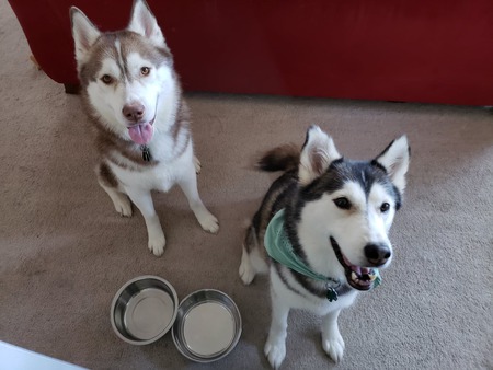 Entry image for Kodiak and Goldilocks. Clicking this image will show a larger photo