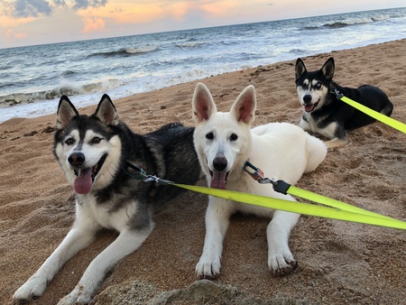 Entry image for Nalu, Coral & Kodah. Clicking this image will show a larger photo
