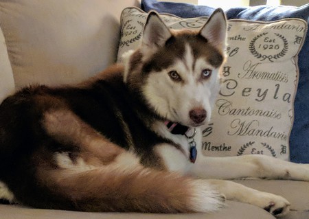 Entry image for Nala. Clicking this image will show a larger photo