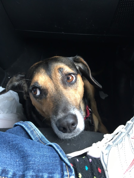 Entry image for Lucy . Clicking this image will show a larger photo