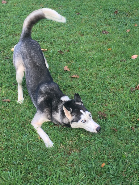 Entry image for Mischa. Clicking this image will show a larger photo
