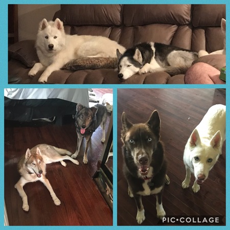 Entry image for Reggie, Sakari, Mavi, Mohegan, Dario, Nadia. Clicking this image will show a larger photo
