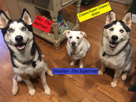 Entry image for Blu, Shockey, and Cooper. Clicking this image will show a larger photo