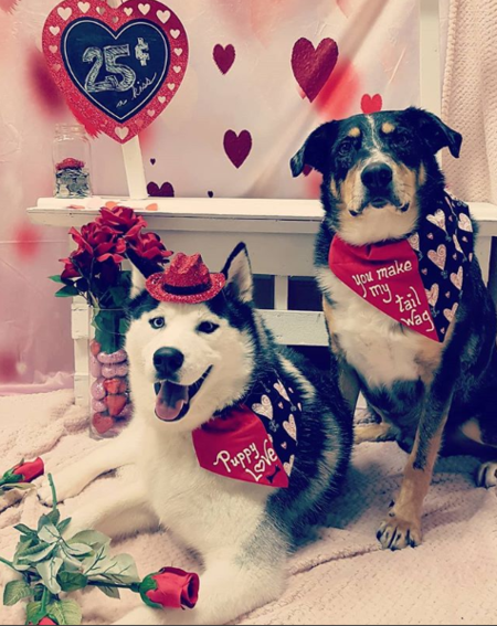 Entry image for Charlie (Husky) & Rusty. Clicking this image will show a larger photo