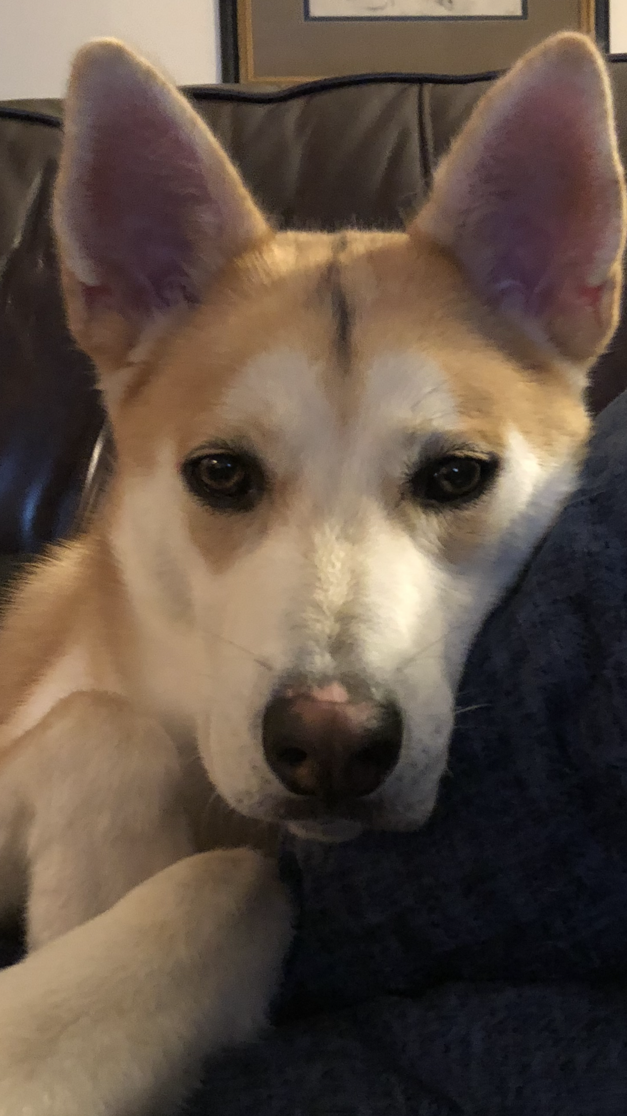 Entry image for Milo. Clicking this image will show a larger photo
