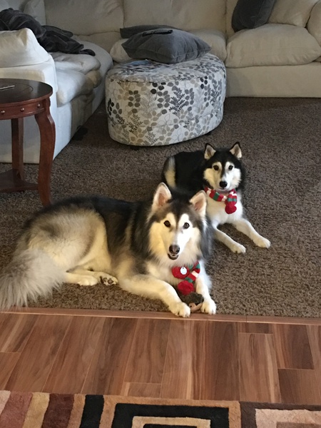 Entry image for Maya & Nikko. Clicking this image will show a larger photo
