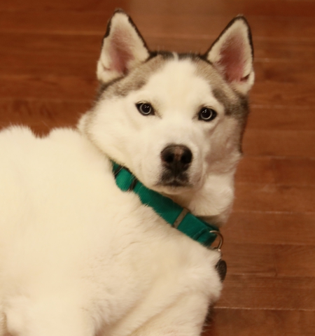 Entry image for Riley. Clicking this image will show a larger photo