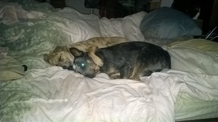 Jax and Josie