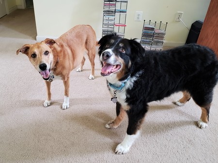 Peanut and Rocky