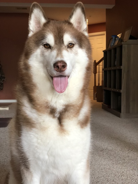 Kato 