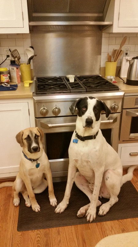 Robby and Maverick