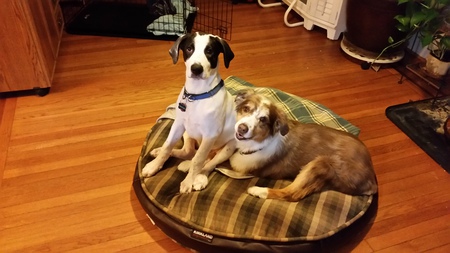Maverick and Lady Sadie