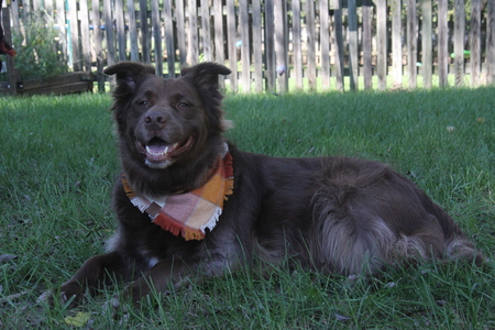 Toby