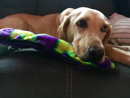 Layla