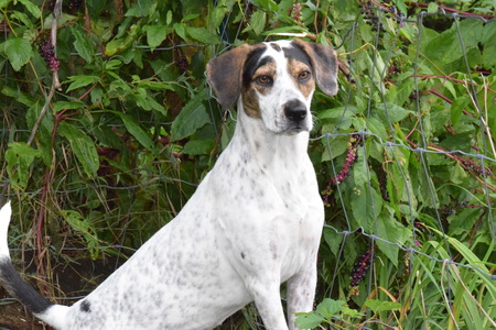 Huckleberry