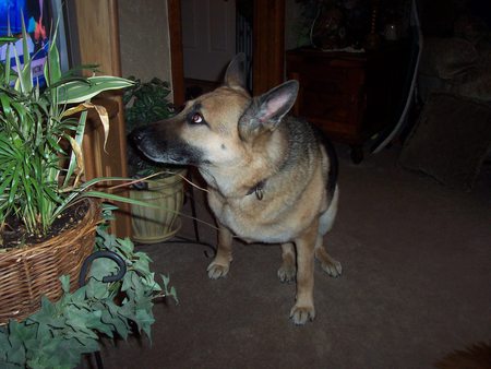 Jasper 
