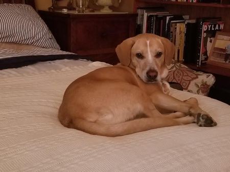 Tess