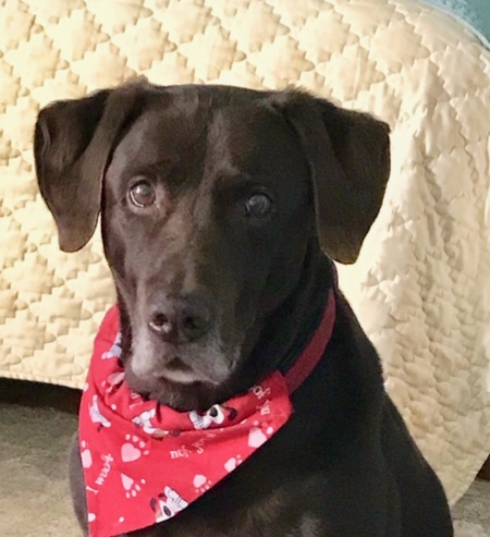 Hank