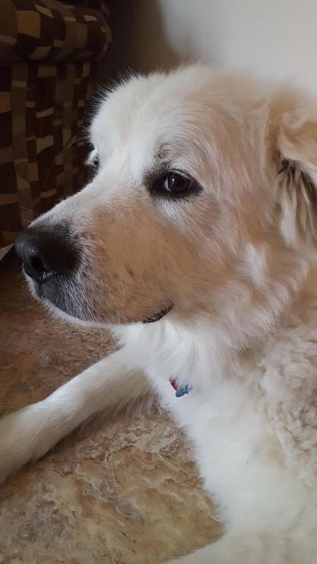 Duke