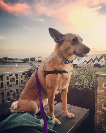 Josie