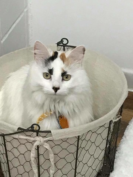 Kringle Breece
