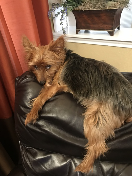 Chewy