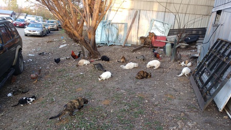Comfort Park Colony With Assorted. Chickens