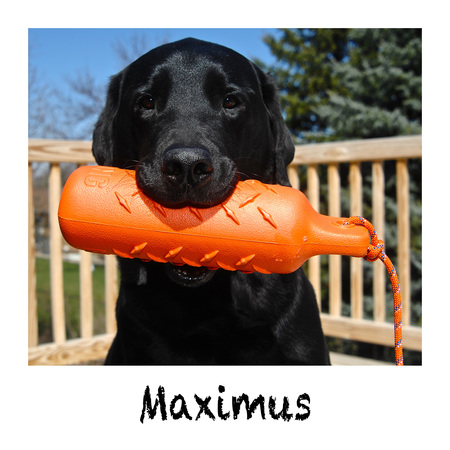 Maximus