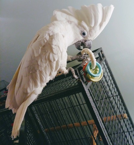 Oscar the Cockatoo!