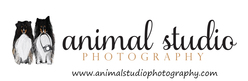 Animal Studio Photography