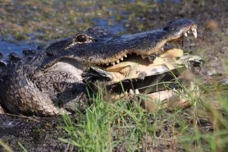 Mr. Perez Crunches a Cooter