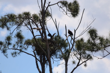 Eaglets Practicing Takeoffs