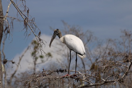 Wandering Woodstork 