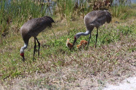 Randal and Rhonda with babies Lulu and Peekachu