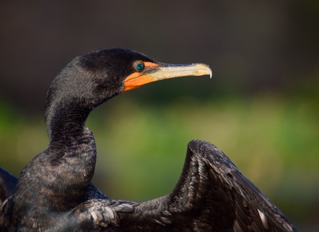 Cormorant 