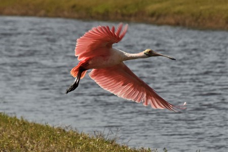 Roseate Spoonbill