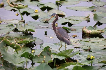 Tricolored Heron