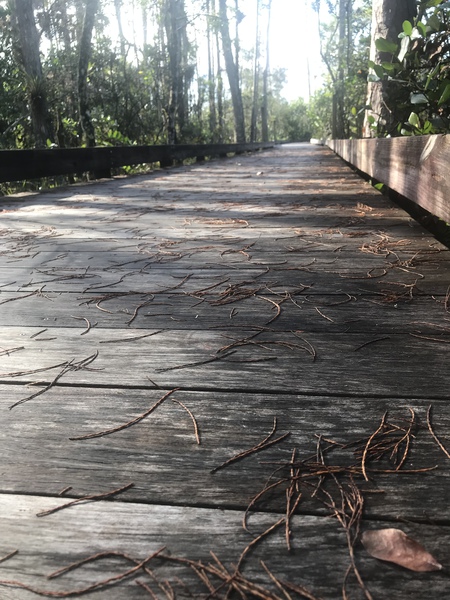 Boardwalk needles