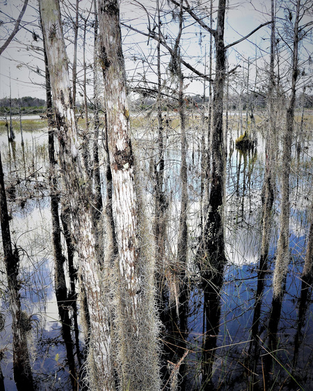 Cypress Trees in the Grassy Waters