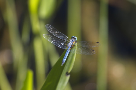 Gossamer wings