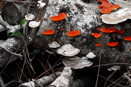 cinamon red polypore