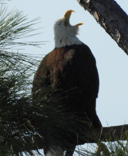 Eagle Yawn